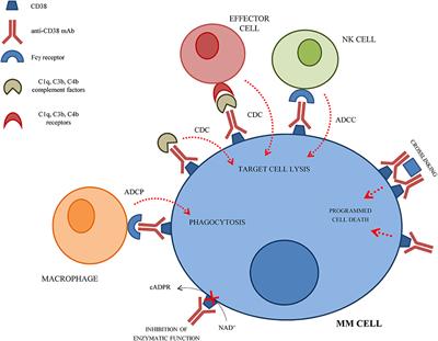 CD38: A Target for Immunotherapeutic Approaches in Multiple Myeloma